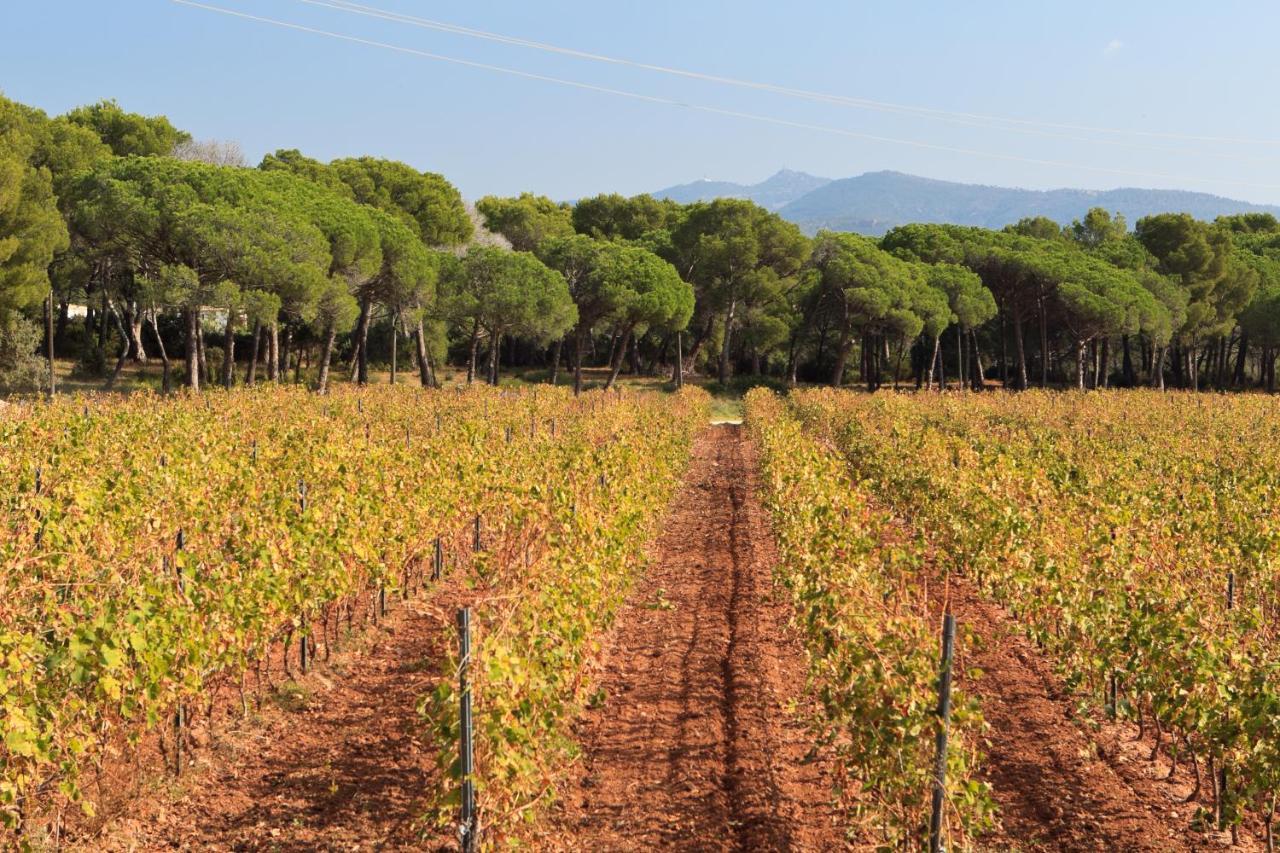 Le Gite Des Cinq Cepages Fréjus 外观 照片